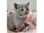 ALILL Russian blue kitten