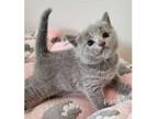 PICK3 Russian blue kitten