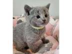 HGSS3 Russian blue kitten