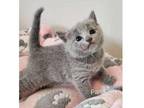 UIVT Russian blue kitten