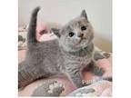 ELILL Russian blue kitten