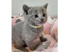 SCK3 Russian blue kitten