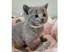 AYOU2 Russian blue kitten