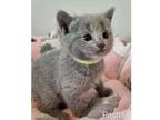 DUUI2 Russian blue kitten