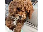 Goldendoodle Puppy for sale in Fairfield, CT, USA