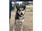 Adopt Rudi a Black - with White Husky dog in Castle Rock, CO (37479217)