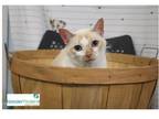 Adopt Vixan a Cream or Ivory Domestic Shorthair / Domestic Shorthair / Mixed cat