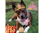 Adopt Peach a Australian Cattle Dog / Mixed dog in San Antonio, TX (37668728)