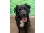 Adopt Chico a Black - with White Flat-Coated Retriever / Border Collie dog in