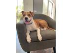 Adopt MESHE a White - with Brown or Chocolate American Pit Bull Terrier / Collie