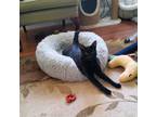 Adopt Yogi Bear a All Black Domestic Shorthair / Mixed cat in Stafford