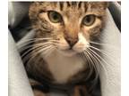 Adopt Peter a Tiger Striped Domestic Shorthair (short coat) cat in Santa Rosa