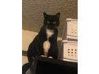 Adopt James a Black & White or Tuxedo Domestic Shorthair (short coat) cat in
