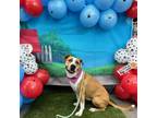 Adopt Twyla a Tan/Yellow/Fawn American Pit Bull Terrier / Mixed dog in Dallas