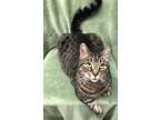Adopt Sullivan a Brown or Chocolate Domestic Shorthair / Mixed (short coat) cat