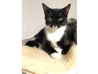 Adopt Lucy a Black & White or Tuxedo Domestic Shorthair (short coat) cat in