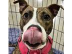 Adopt Little Bit a Brindle - with White Pit Bull Terrier / Mixed dog in