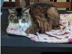 Adopt Heaven a Tan or Fawn (Mostly) Maine Coon (long coat) cat in Fort