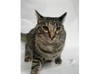 Adopt Jael a Brown or Chocolate Domestic Shorthair / Domestic Shorthair / Mixed