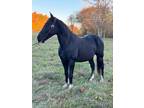  [url removed] TRAIL READY TENNESSEE WALKING HORSE