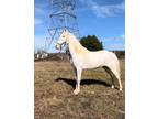  [url removed] WHITE DRIVE AND TRAIL TENNESSEE WALKING HORSE