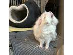 Adopt Toad a Guinea Pig small animal in Las Vegas, NV (37441604)
