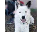 Adopt LOKI a White - with Tan, Yellow or Fawn Border Collie / Mixed dog in Pt.