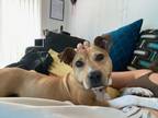 Adopt Juliana a Tan/Yellow/Fawn Mixed Breed (Large) / Mixed dog in Reisterstown