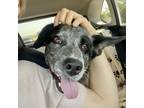 Adopt Magnum a Black Australian Cattle Dog / Mixed dog in Austin, TX (37471239)