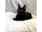 Adopt Barcelona a All Black Domestic Shorthair / Mixed cat in Middletown