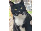 Adopt Sweet Pea a All Black Domestic Mediumhair / Domestic Shorthair / Mixed cat