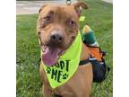Adopt Charlie a Brown/Chocolate American Pit Bull Terrier / Mixed dog in Kansas