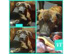Adopt Vivian a Brown/Chocolate - with White Mixed Breed (Medium) dog in Ola