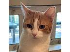 Adopt Muffin a Orange or Red Domestic Shorthair / Mixed cat in Cumming