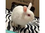 Adopt Pascal a White American / Other/Unknown / Mixed rabbit in Wheaton