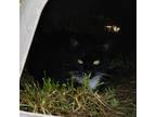 Adopt Magpie a All Black Domestic Shorthair / Mixed cat in Waynesboro