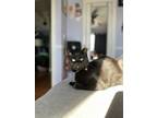 Adopt Duncan a All Black Domestic Shorthair / Domestic Shorthair / Mixed cat in