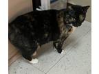 Adopt Popsicle a Tortoiseshell Domestic Shorthair (short coat) cat in Englewood