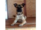 Adopt Rudy a Tan/Yellow/Fawn - with Black Belgian Malinois / Pit Bull Terrier /