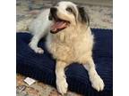 Adopt India a White - with Black Australian Shepherd / Mixed dog in