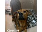 Adopt Caroline a Redbone Coonhound / Mixed Breed (Medium) / Mixed dog in