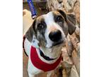 Adopt Jenny a White - with Brown or Chocolate Foxhound / Jack Russell Terrier /