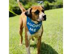 Adopt Walter (pending north) a Brown/Chocolate Boxer / Mixed dog in Peachtree
