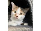 Adopt Alice a Orange or Red Domestic Shorthair / Domestic Shorthair / Mixed cat