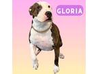 Adopt Gloria a White Terrier (Unknown Type, Small) / Mixed dog in Palm Coast