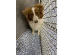 Adopt Larry a Brown/Chocolate Australian Shepherd dog in Whiteville