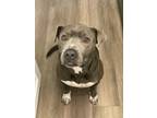 Adopt GG a Gray/Blue/Silver/Salt & Pepper Pit Bull Terrier / Mixed dog in Mims