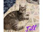 Adopt Jill a Calico or Dilute Calico Calico (medium coat) cat in Mansfield