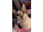 Adopt Gwen a Calico or Dilute Calico Calico (medium coat) cat in Mansfield