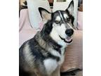 Adopt Cheesecake a Tricolor (Tan/Brown & Black & White) Husky / German Shepherd